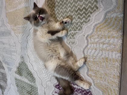 İŞ YOĞUNLUĞUNDAN DOLAYI KEDİMİZİ SAHİPLENDİRİYORUZ