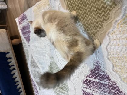 İŞ YOĞUNLUĞUNDAN DOLAYI KEDİMİZİ SAHİPLENDİRİYORUZ