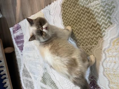 İŞ YOĞUNLUĞUNDAN DOLAYI KEDİMİZİ SAHİPLENDİRİYORUZ