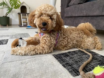 EV ORTAMINDA BÜYÜMÜŞ MİNİATÜR POODLE