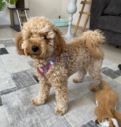 EV ORTAMINDA BÜYÜMÜŞ MİNİATÜR POODLE