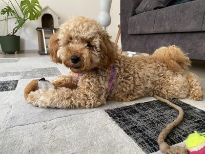 EV ORTAMINDA BÜYÜMÜŞ MİNİATÜR POODLE