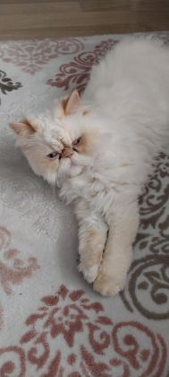 İRAN KEDİSİ 4 YAŞINDA DİŞİ