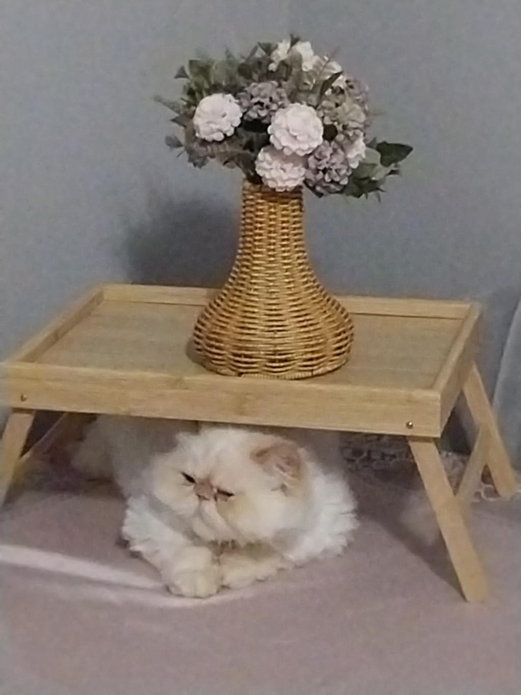 İRAN KEDİSİ 4 YAŞINDA DİŞİ