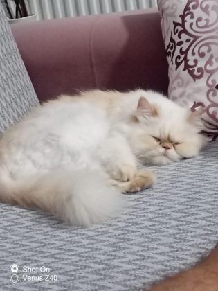 İRAN KEDİSİ 4 YAŞINDA DİŞİ