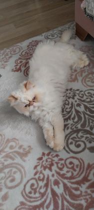 İRAN KEDİSİ 4 YAŞINDA DİŞİ