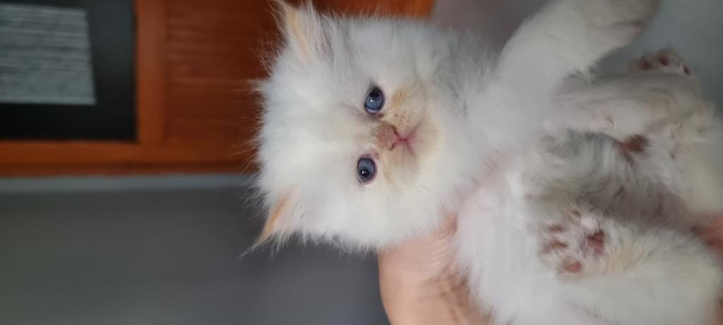 ANNE PERSİAN BABA İNGİLİZ BRİTİSH SEVECEN UYSAL YAVRULAR