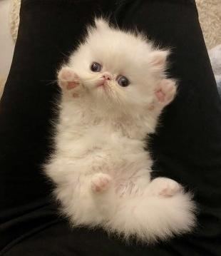 SAF KAN İRAN KEDİSİ BEYAZ YAVRU