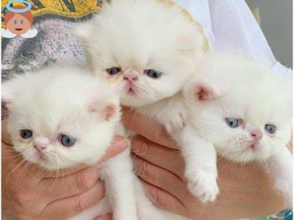 SAF KAN İRAN KEDİSİ BEYAZ YAVRU