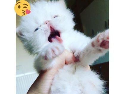 SAF KAN İRAN KEDİSİ BEYAZ YAVRU