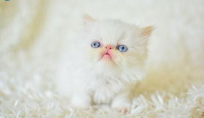 SAF KAN İRAN KEDİSİ BEYAZ YAVRU