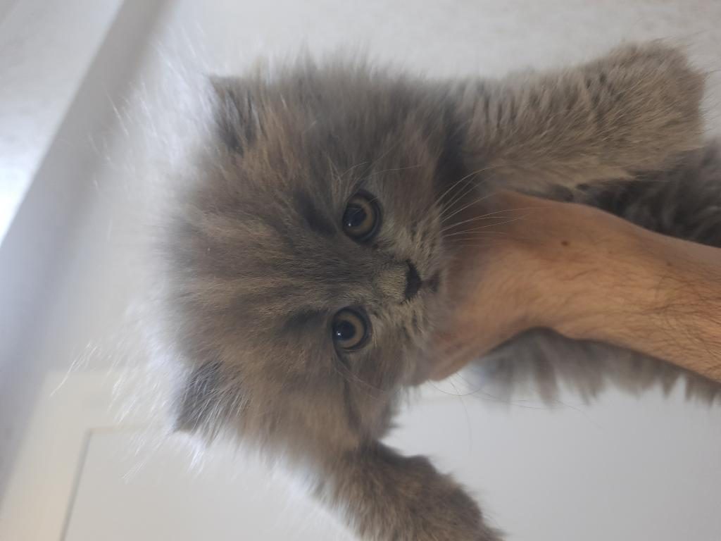 SAF KAN İRAN KEDİSİ