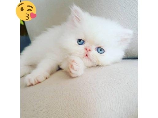 SAF KAN İRAN KEDİSİ BEYAZ YAVRU