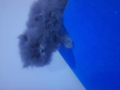 SAF KAN İRAN KEDİSİ