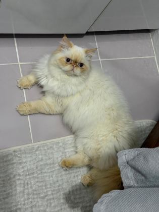 SAFKAN 1 YAŞINDA ÇOK AKILLI İRAN KEDİSİ