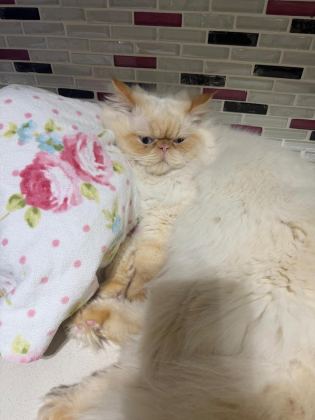 SAFKAN 1 YAŞINDA ÇOK AKILLI İRAN KEDİSİ