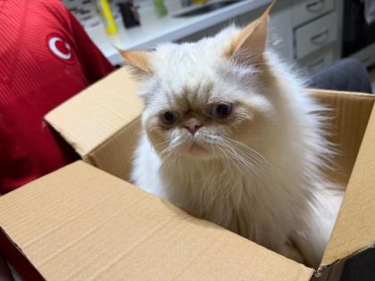 SAFKAN 1 YAŞINDA ÇOK AKILLI İRAN KEDİSİ