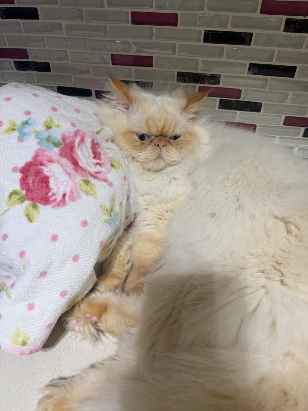SAFKAN 1 YAŞINDA ÇOK AKILLI İRAN KEDİSİ