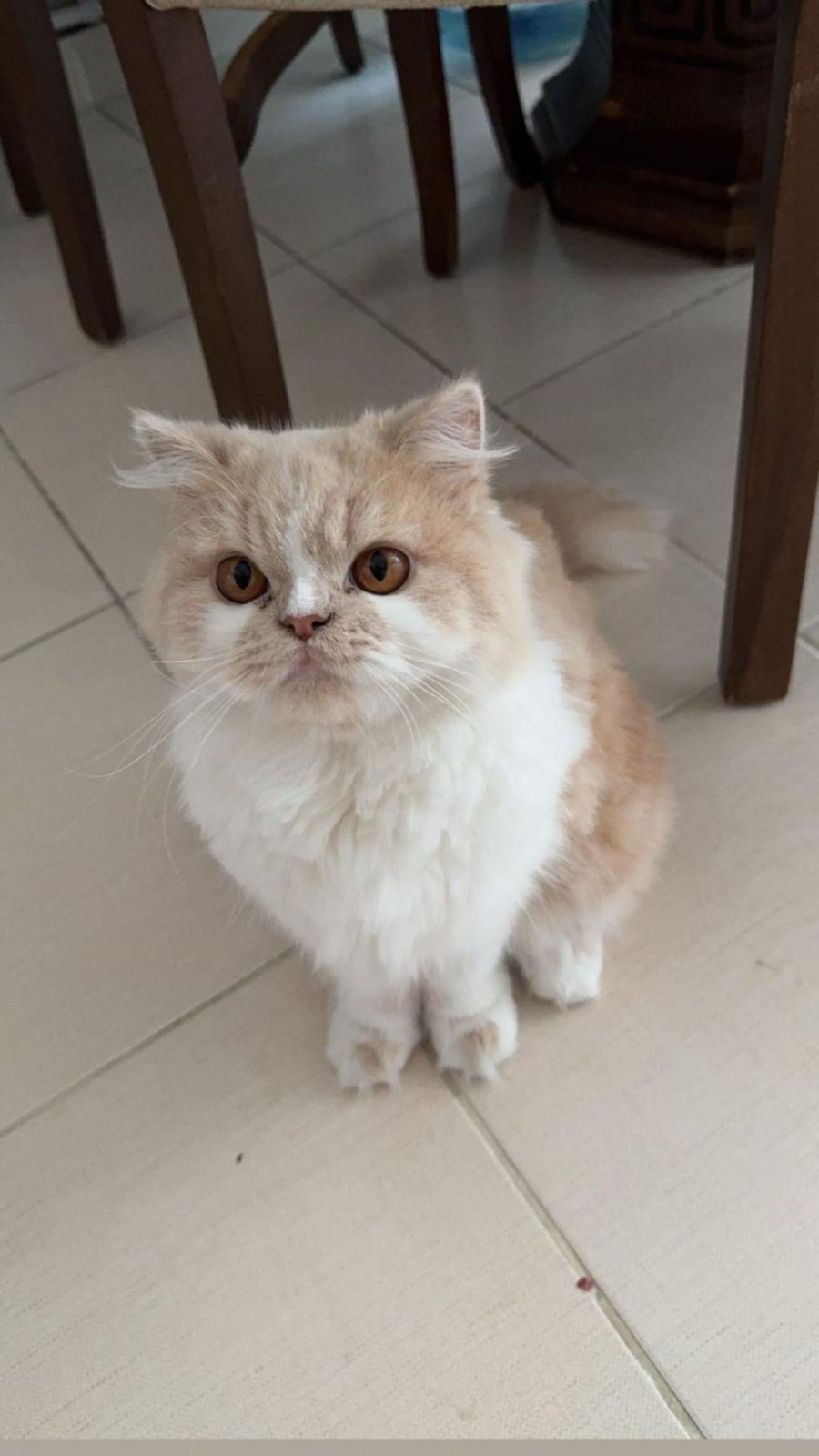 DİŞİ İRAN KEDİME EŞ ARIYORUM!