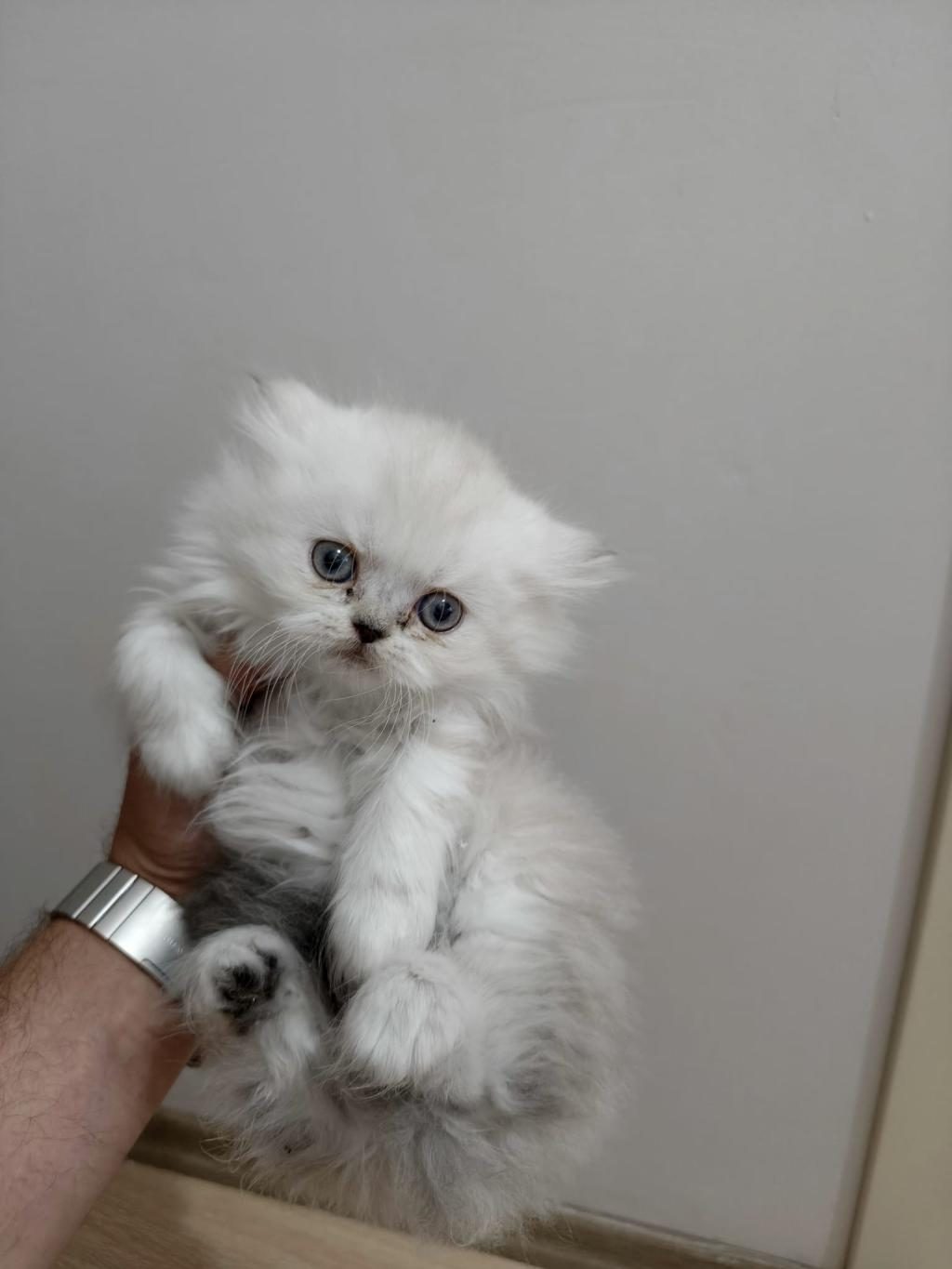 2 TANE YAVRU KEDİMİZ 1 AYLIK