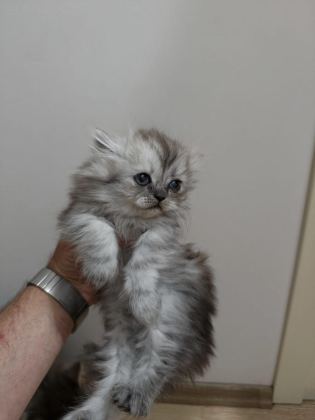 2 TANE YAVRU KEDİMİZ 1 AYLIK