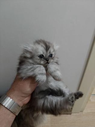 2 TANE YAVRU KEDİMİZ 1 AYLIK