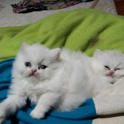 1 AYLIK SAF KAN İRAN KEDİSİ