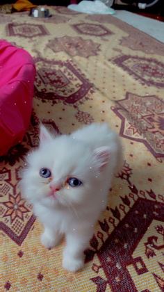 1 AYLIK SAF KAN İRAN KEDİSİ