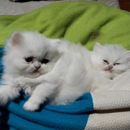 1 AYLIK SAF KAN İRAN KEDİSİ