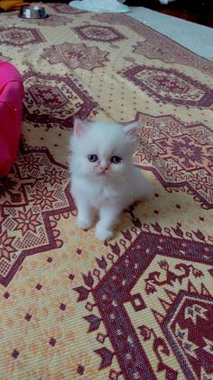 1 AYLIK SAF KAN İRAN KEDİSİ