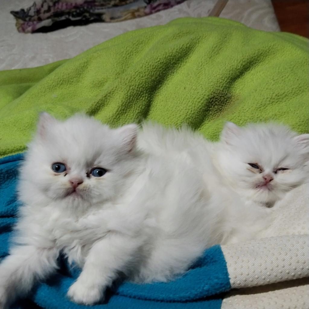 1 AYLIK SAF KAN İRAN KEDİSİ