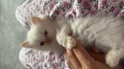 MAVİ GÖZ İRAN KEDİSİ