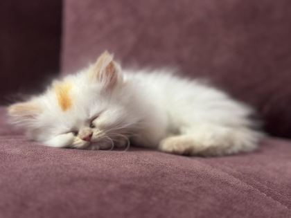 MAVİ GÖZ İRAN KEDİSİ