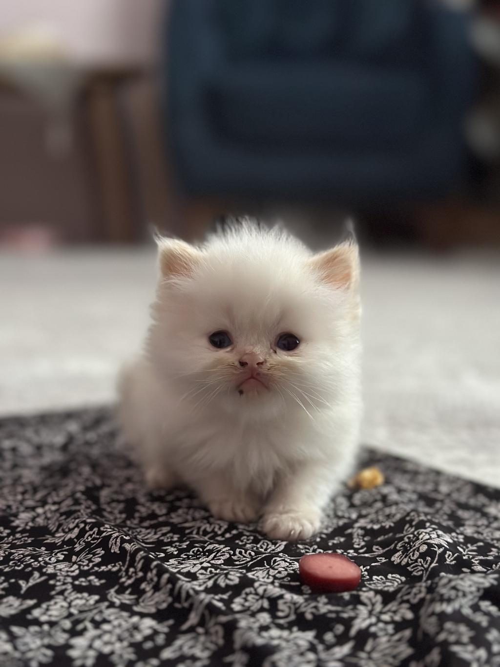 MAVİ GÖZ İRAN KEDİSİ