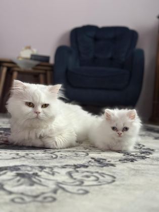 MAVİ GÖZ YAVRU İRAN KEDİSİ