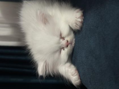 MAVİ GÖZ YAVRU İRAN KEDİSİ