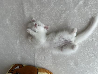 MAVİ GÖZ YAVRU İRAN KEDİSİ