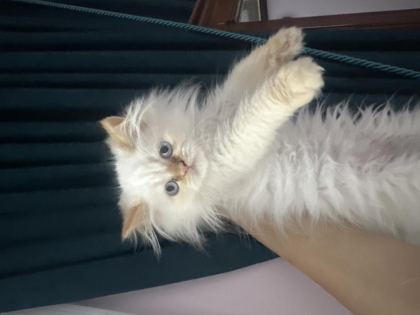MAVİ GÖZ İRAN KEDİSİ
