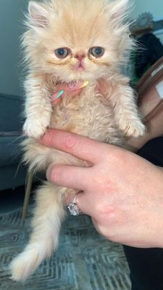2 AYLIK İRAN KEDİLERİ