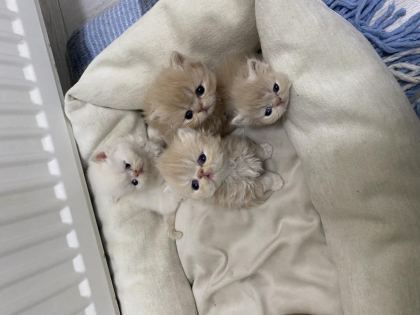 2 AYLIK İRAN KEDİLERİ