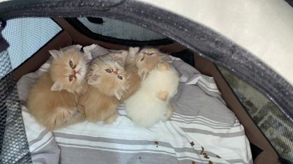 2 AYLIK İRAN KEDİLERİ
