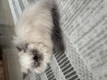 SEVİMLİ DİŞİ İRAN KEDİSİ YAVRUMUZ YENİ YUVASINI ARIYOR