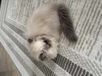 SEVİMLİ DİŞİ İRAN KEDİSİ YAVRUMUZ YENİ YUVASINI ARIYOR