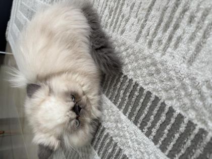 SEVİMLİ DİŞİ İRAN KEDİSİ YAVRUMUZ YENİ YUVASINI ARIYOR