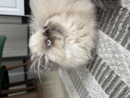 SEVİMLİ DİŞİ İRAN KEDİSİ YAVRUMUZ YENİ YUVASINI ARIYOR