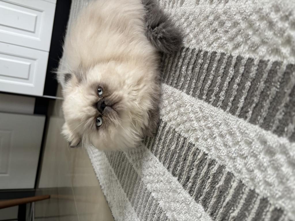 SEVİMLİ DİŞİ İRAN KEDİSİ YAVRUMUZ YENİ YUVASINI ARIYOR