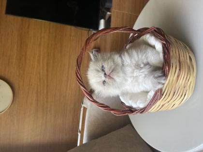 KEDİLER REZERVE EDİLİR