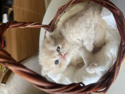 KEDİLER REZERVE EDİLİR