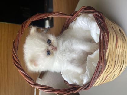 KEDİLER REZERVE EDİLİR