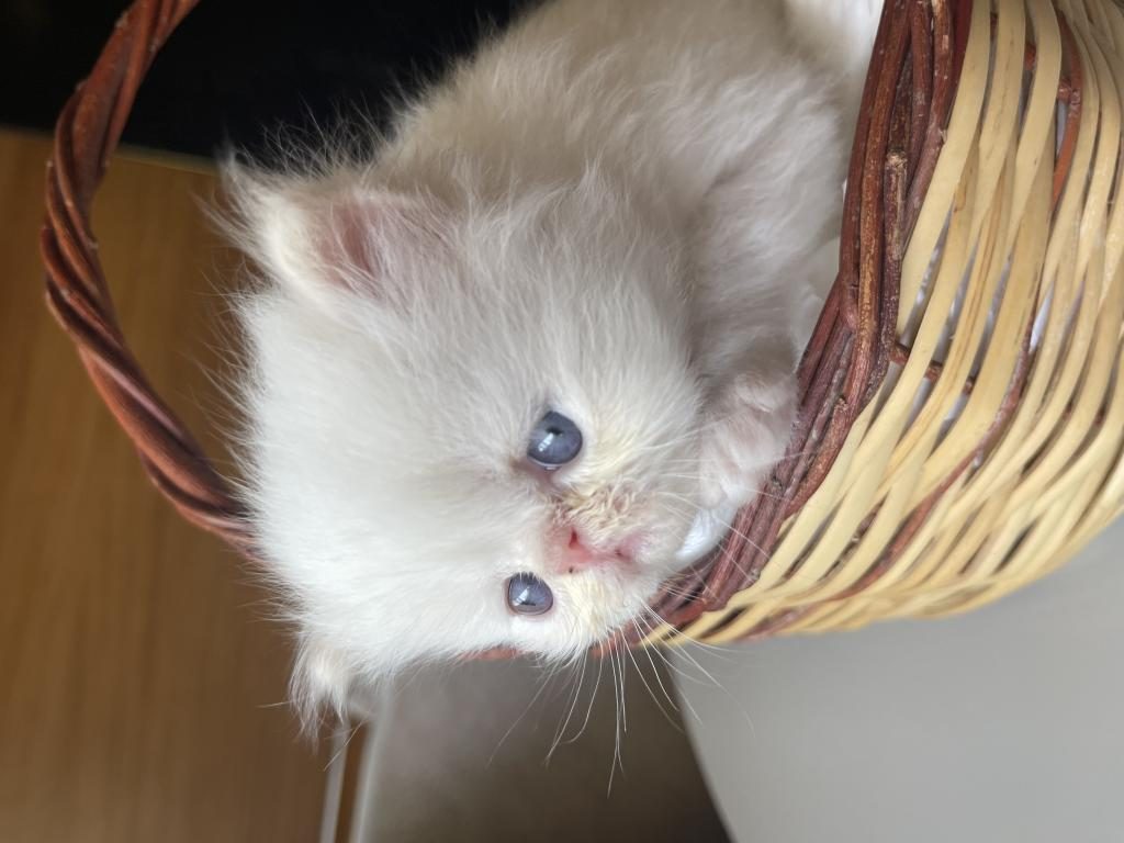 KEDİLER REZERVE EDİLİR